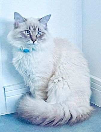 Neva Masquarade (Deckkater)