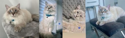 Neva Masquarade (Deckkater)