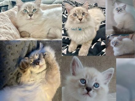 Neva Masquarade (Deckkater)