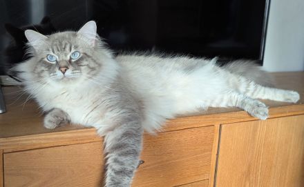 Neva Masquarade (Deckkater)