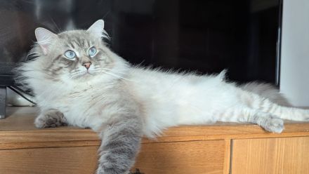 Neva Masquarade (Deckkater)