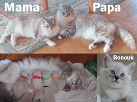 Neva Masquarade (Deckkater)