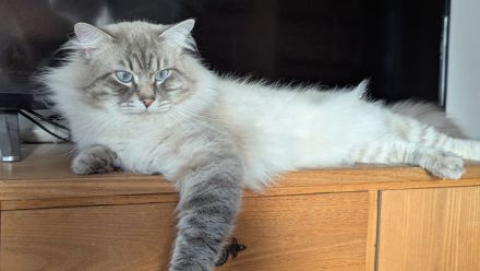 Neva Masquarade (Deckkater)