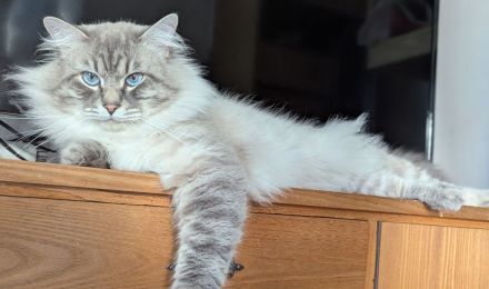 Neva Masquarade (Deckkater)