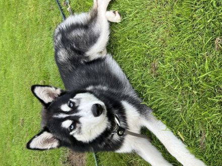 Siberian Husky sucht ein Zuhause