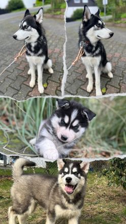 Siberian Husky sucht ein Zuhause