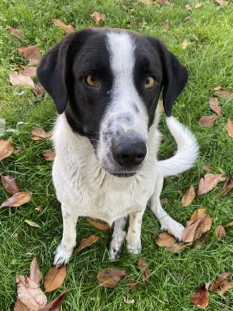 Penny, geb. ca. 05/2023, lebt in GRIECHENLAND, im städt. Tierheim Serres