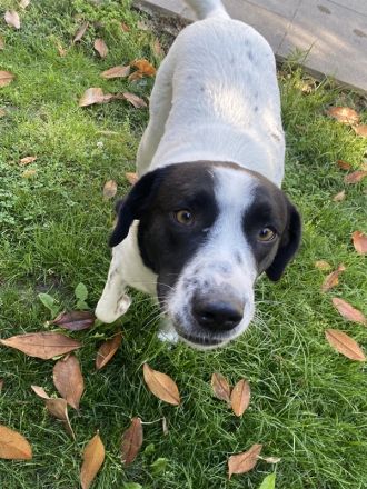 Penny, geb. ca. 05/2023, lebt in GRIECHENLAND, im städt. Tierheim Serres