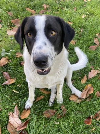 Penny, geb. ca. 05/2023, lebt in GRIECHENLAND, im städt. Tierheim Serres