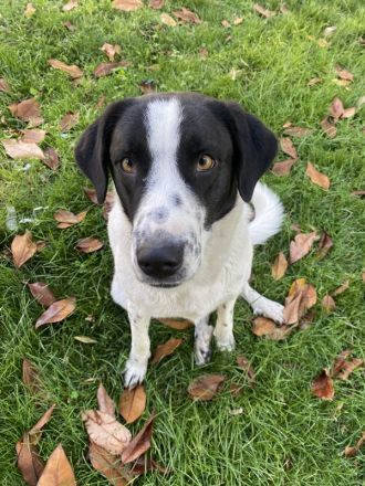 Penny, geb. ca. 05/2023, lebt in GRIECHENLAND, im städt. Tierheim Serres