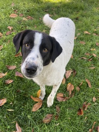 Penny, geb. ca. 05/2023, lebt in GRIECHENLAND, im städt. Tierheim Serres