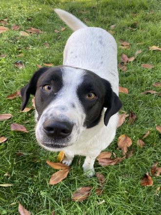 Penny, geb. ca. 05/2023, lebt in GRIECHENLAND, im städt. Tierheim Serres