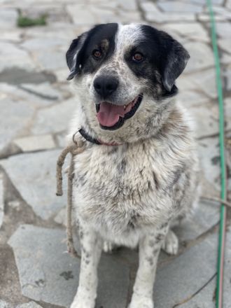 Pavlos, geb. ca. 05/2021, lebt in GRIECHENLAND, auf einer privaten Pflegestelle