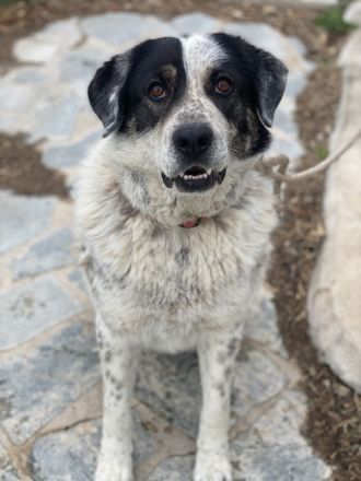 Pavlos, geb. ca. 05/2021, lebt in GRIECHENLAND, auf einer privaten Pflegestelle