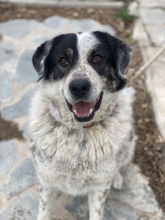 Pavlos, geb. ca. 05/2021, lebt in GRIECHENLAND, auf einer privaten Pflegestelle