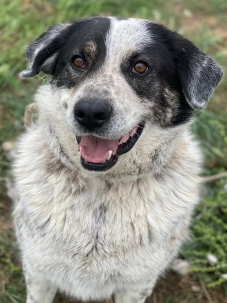 Pavlos, geb. ca. 05/2021, lebt in GRIECHENLAND, auf einer privaten Pflegestelle