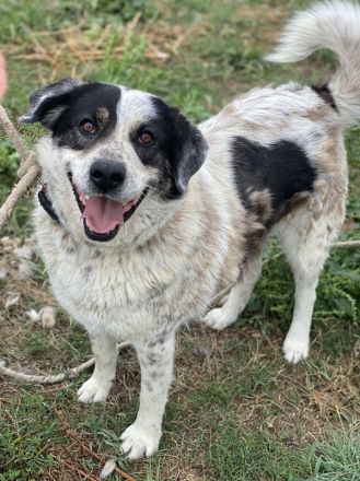 Pavlos, geb. ca. 05/2021, lebt in GRIECHENLAND, auf einer privaten Pflegestelle