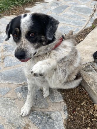 Pavlos, geb. ca. 05/2021, lebt in GRIECHENLAND, auf einer privaten Pflegestelle