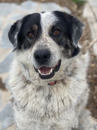 Pavlos, geb. ca. 05/2021, lebt in GRIECHENLAND, auf einer privaten Pflegestelle