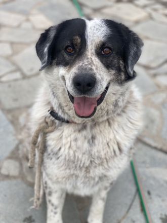 Pavlos, geb. ca. 05/2021, lebt in GRIECHENLAND, auf einer privaten Pflegestelle