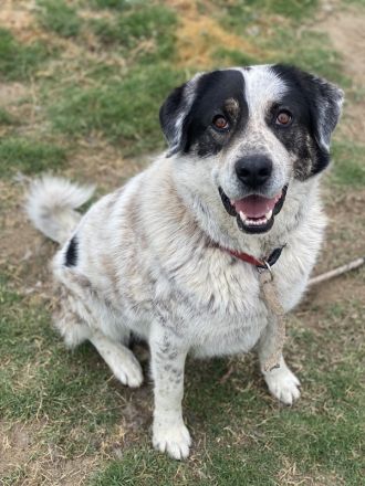 Pavlos, geb. ca. 05/2021, lebt in GRIECHENLAND, auf einer privaten Pflegestelle