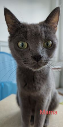 Britisch Kurzhaar Kitten