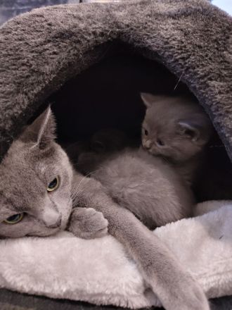 Britisch Kurzhaar Kitten