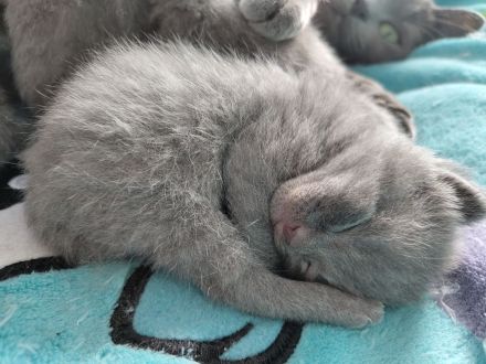 Britisch Kurzhaar Kitten