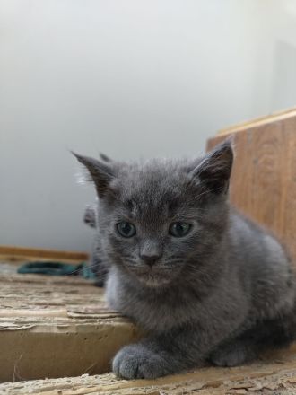 Britisch Kurzhaar Kitten