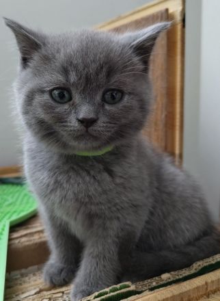 Britisch Kurzhaar Kitten