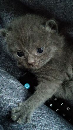 Britisch Kurzhaar Kitten