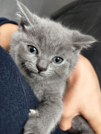 Britisch Kurzhaar Kitten