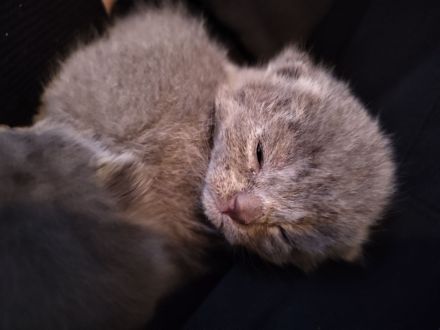 Britisch Kurzhaar Kitten