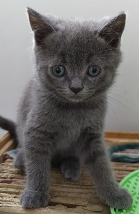 Britisch Kurzhaar Kitten