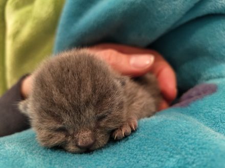 Britisch Kurzhaar Kitten