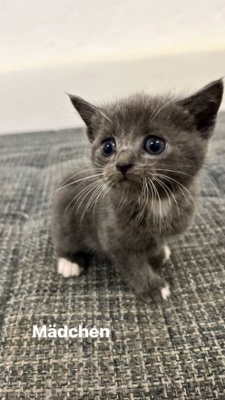 Katzenbabys abzugeben