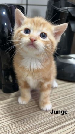 Katzenbabys abzugeben