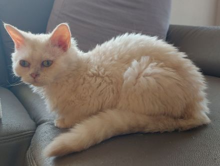 Selkirk Rex Kätzchen mit Ahnentafel