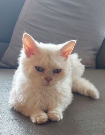 Selkirk Rex Kätzchen mit Ahnentafel