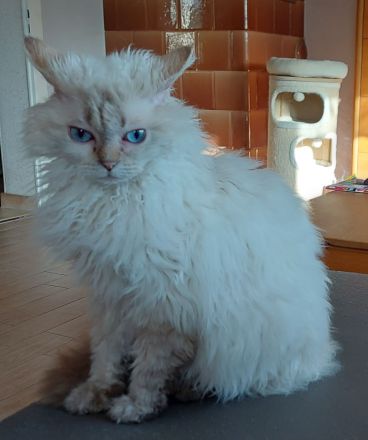 Selkirk Rex Kätzchen mit Ahnentafel