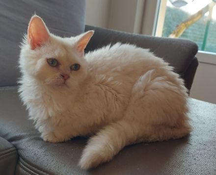 Selkirk Rex Kätzchen mit Ahnentafel