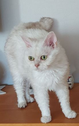 Selkirk Rex Kätzchen mit Ahnentafel