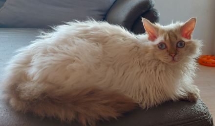 Selkirk Rex Kätzchen mit Ahnentafel