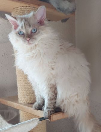 Selkirk Rex Kätzchen mit Ahnentafel