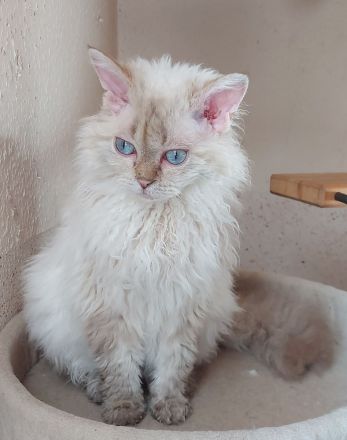 Selkirk Rex Kätzchen mit Ahnentafel