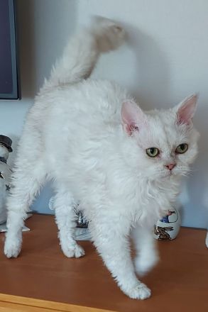 Selkirk Rex Kätzchen mit Ahnentafel