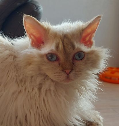 Selkirk Rex Kätzchen mit Ahnentafel