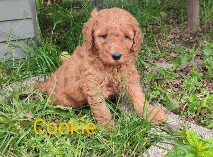 Wunderschöne Pudelwelpen in Sondergröße abzugeben