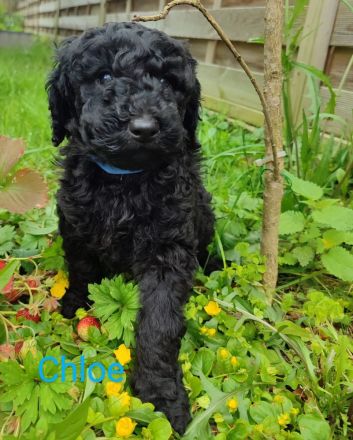 Wunderschöne Pudelwelpen in Sondergröße abzugeben
