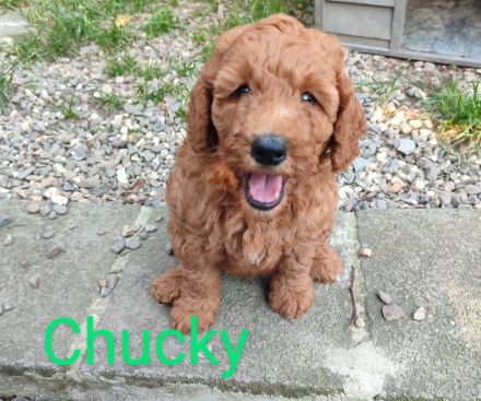 Wunderschöne Pudelwelpen in Sondergröße abzugeben